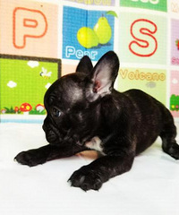 ���������µĻ��߷�ţѰ�������ˣ�ϲ���Ŀ������ϵ