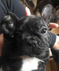 ���Լ�����˫Ѫͳ���ַ�ţ��Ȯ