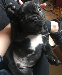 ���Լ�����˫Ѫͳ���ַ�ţ��Ȯ