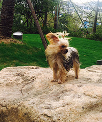 Լ�����������������߶����������ǰ�æ����