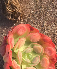 Ư�������