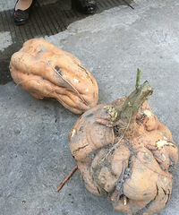 �����ϡ�15���ص�һ�鷬���������