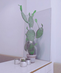 �����ƽ ��������