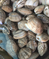 С���³��� ������л���