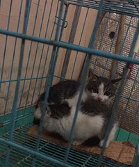 һ��С��è���������ϲ�������ԣ�������ϵ