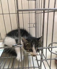 һ��С��è���������ϲ�������ԣ�������ϵ