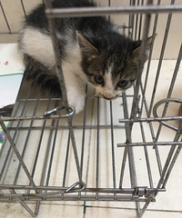 һ��С��è���������·�Ž��壬ϲ��������