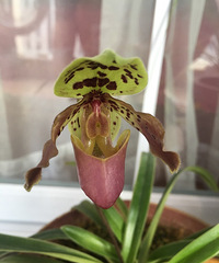 ����ʢ����