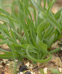 С�С�����