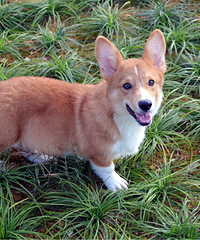 �»���Ȯ����