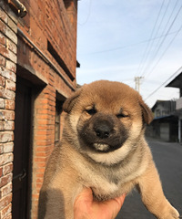 wanghong�ȳ��ձ���Ȯ