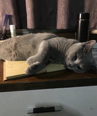 ���˶�ʧһֻ������è �������˼�����ϵ�� �ж�