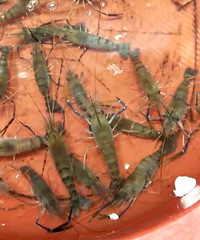 ���۸��᡿39.98Ԫһֻ��Ϻ���������