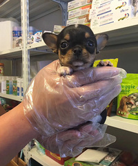 ���۾�Ʒ������ ĸ ƻ��ͷ