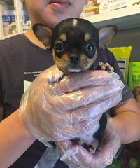 ���۾�Ʒ������ ĸ ƻ��ͷ