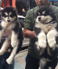 ���۾��Ͱ���˹�� �Ա�ͼ