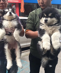 ���۾��Ͱ���˹�� �Ա�ͼ