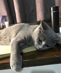 ���˶�ʧһֻ������è �������˼�����ϵ��