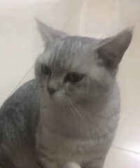 Ӣ��������Ѱ����