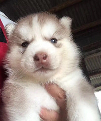 �λ�ɫ�̻�ɫ��ʿ�����