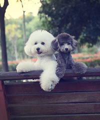 ɹɹ���������С����