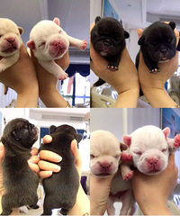 ˫Ѫͳ��ţ������