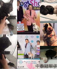 ˫Ѫͳ��ţ������