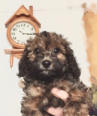 ���������´���̩�Ϲ����Ȯ������ ��ĸ���� �ǳ�����