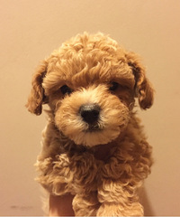 ���������´���̩�Ϲ����Ȯ������ ��ĸ���� �ǳ�����