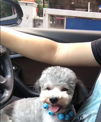 ·��Ѱ��ʧ��ɫ̩��