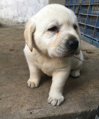 ˫Ѫͳ����������Ȯ��