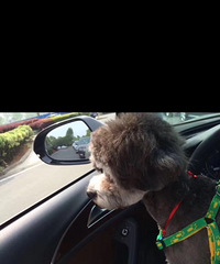 ·��Ѱ��ʧ��ɫ̩��