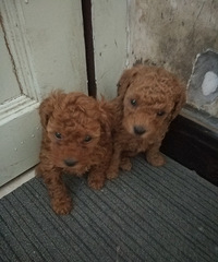 ������ֻС̩�Ϲ���һ����