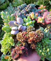 �װ��������ǿ�����