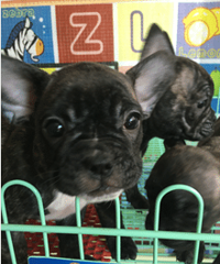 ���ۼ��������»��߷�����ţȮMM������������ȫ