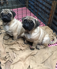 ���ȵİ͸�����������������