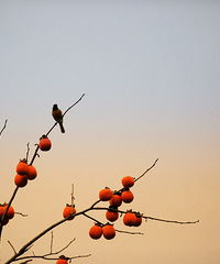 ҩɽ������