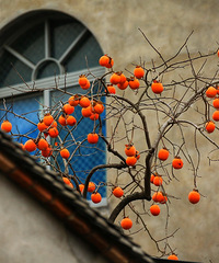 ҩɽ������