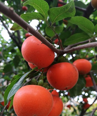 ����������ӣ�