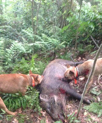 �Թ������ˣ��ײ˼���