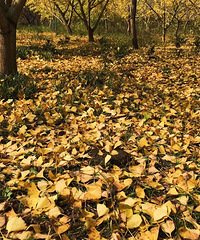 ������Ƭ����