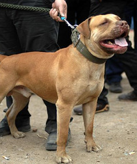 ���۸��᡿����ھ����˺ܶ๷��ҧ�����ھӣ����ǻ���ô������