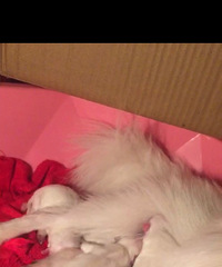 �ɰ��Ĳ���������