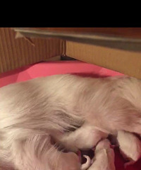 �ɰ��Ĳ���������