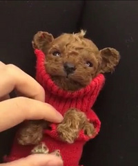 ΢С��̩��һ��һĸһ���´�