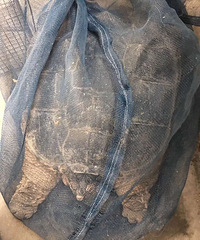 ����30���������