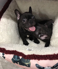 ˫Ѫͳ���߷���ĸ�ͼ�ת�����´�