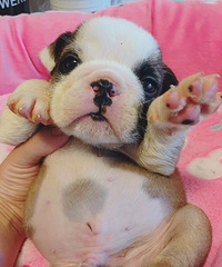 ����Ӣţ�ܵ� 1500