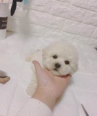 ����һ��һĸ 1000