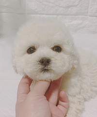 ����һ��һĸ 1000